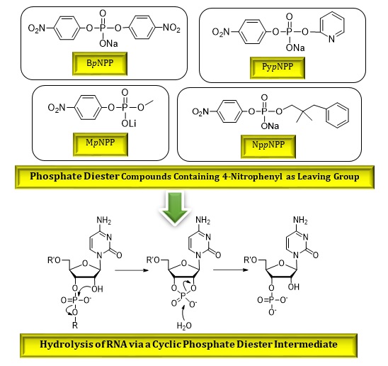 Kinetic and Thermodynamic Aspects of Phosphate Diester Hydrolysis in Alkaline Solutions: The Role of Non-Leaving Groups